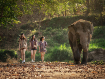 코끼리 정글 생츄어리 치앙마이